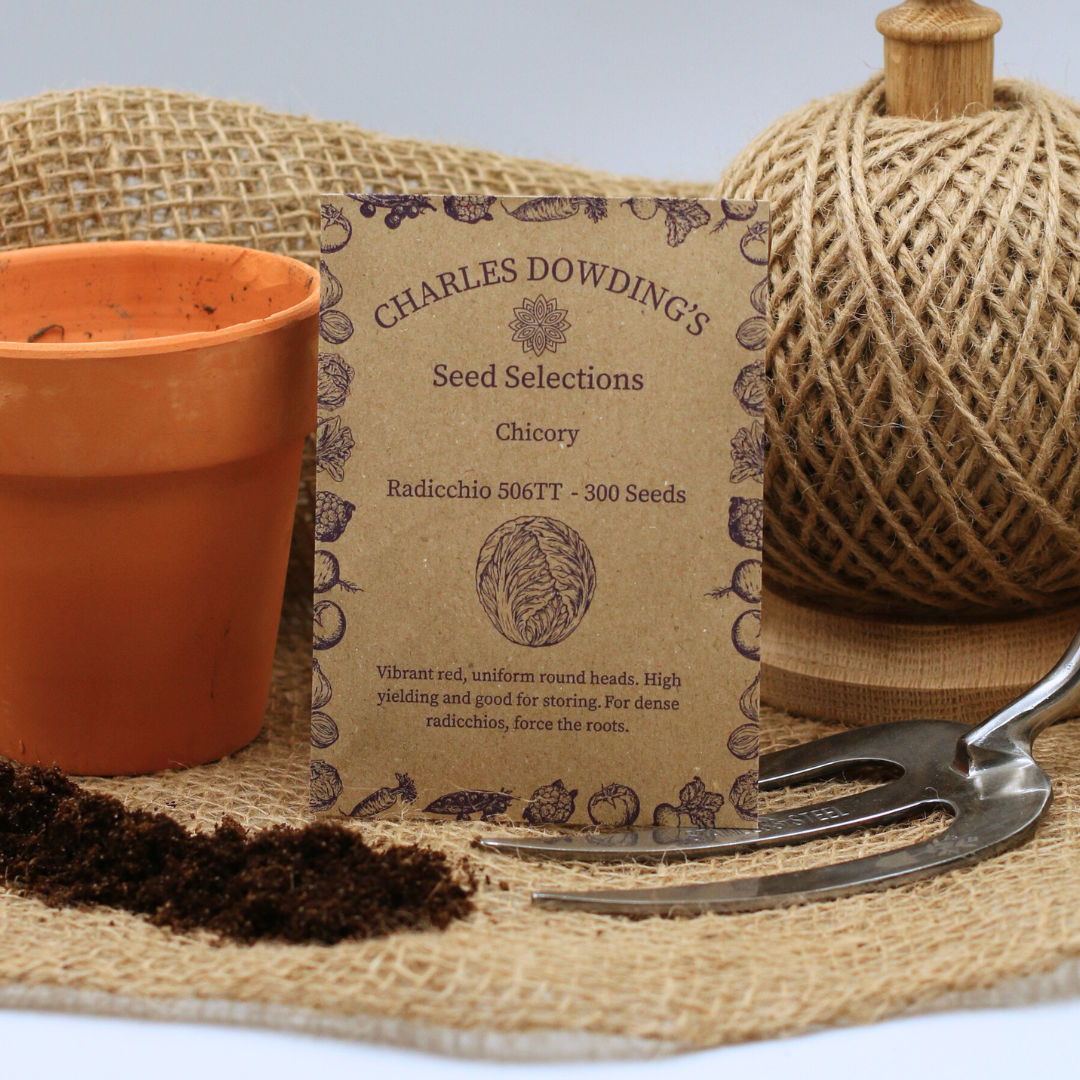 Chicory 'Radicchio 506TT' - Charles's Seed Selection - Image 3