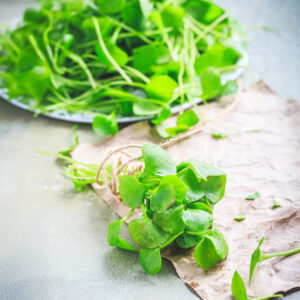 Lettuce 'Claytonia/Winter Purslane' - Charles's Seed Selection
