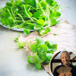 Lettuce 'Claytonia/Winter Purslane' - Charles's Seed Selection