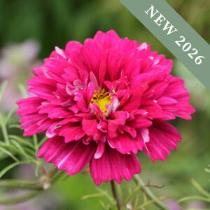 Cosmos Double Click Cranberries