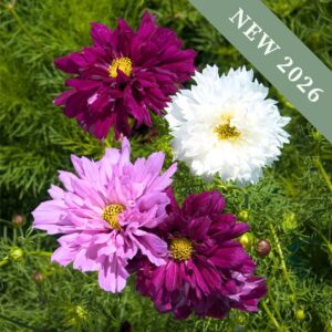 Cosmos Double Click Mix