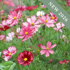 Cosmos Velouette