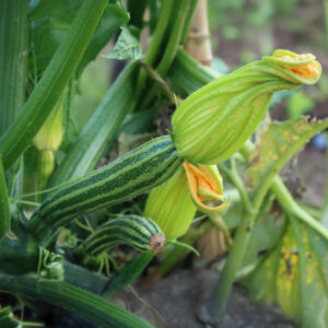 Organic Courgette Cocozelle Di Napoli