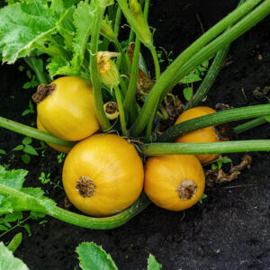 One Ball yellow courgettes growing on the plant