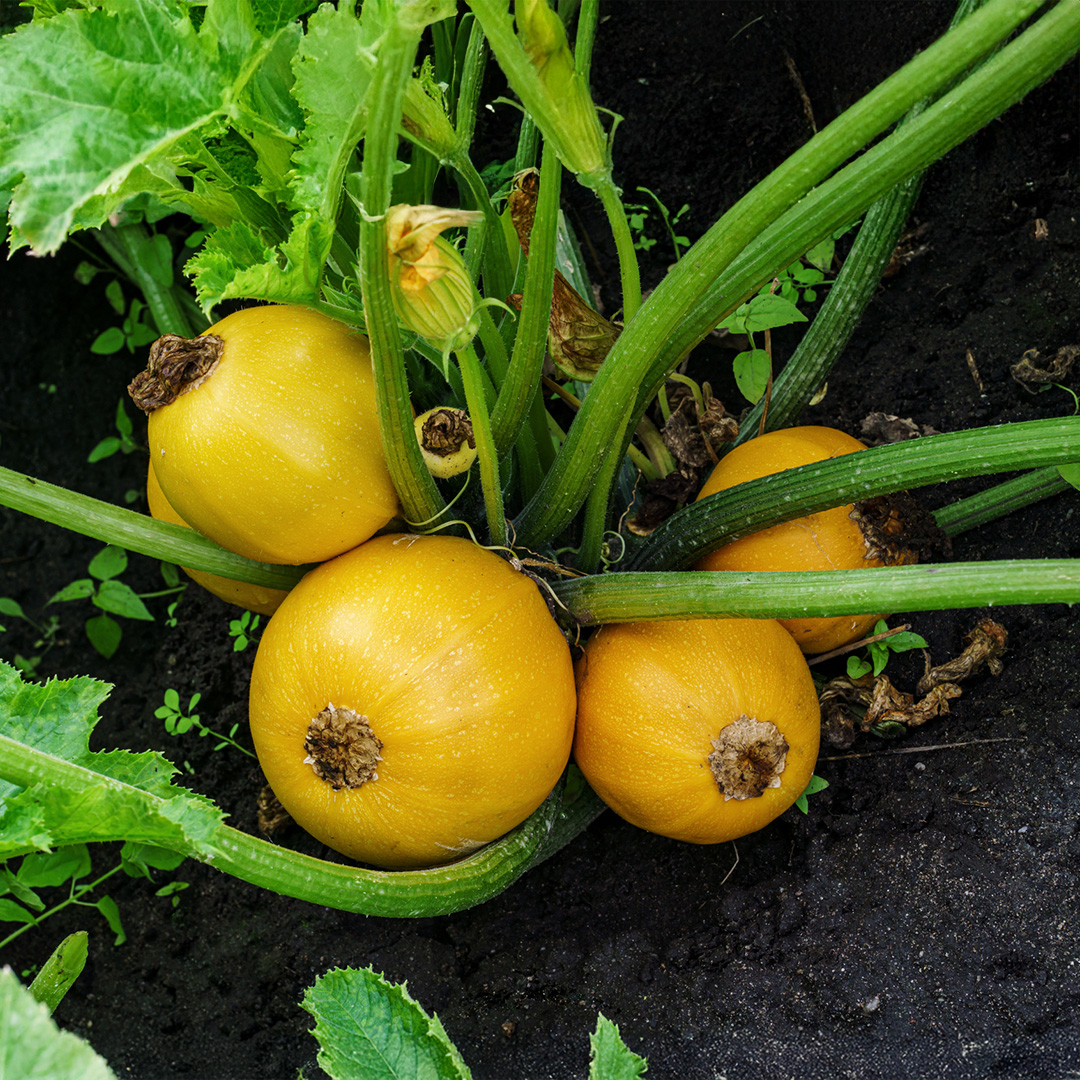 One Ball yellow courgettes growing on the plant