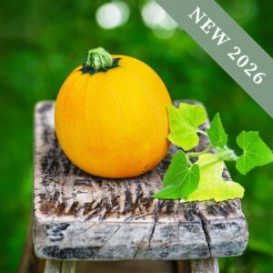 Courgette 'One Ball' F1