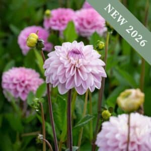 Light purple lilac Espacio dahlias blooming in the garden