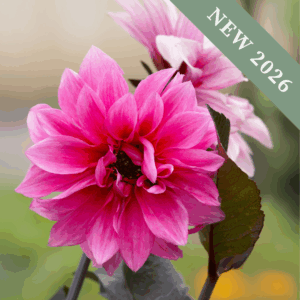 Dahlia 'Fascination'