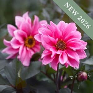 Bright pink Fascination Dahlias blooming in the garden