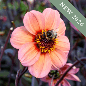 Dahlia 'Happy Single Kiss'