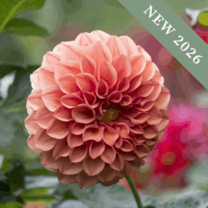 Dahlia 'Orange Girl'