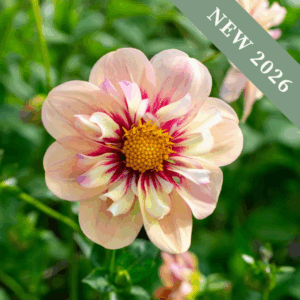 Dahlia 'Rhubarb and Custard'