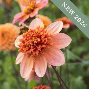 Dahlia 'Totally Tangerine'