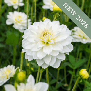 Dahlia 'White Onesta'