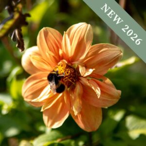 Dahlia 'Sunny Reggae'