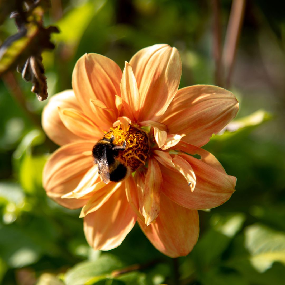 Dahlia 'Sunny Reggae'
