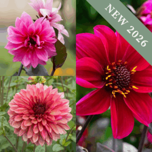'Dahlias for Pots' Collection