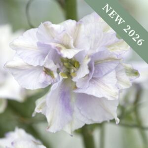 Delphinium 'Consolida Smokey Eyes'