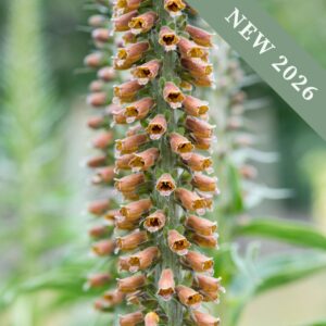 Digitalis Milk Chocolate