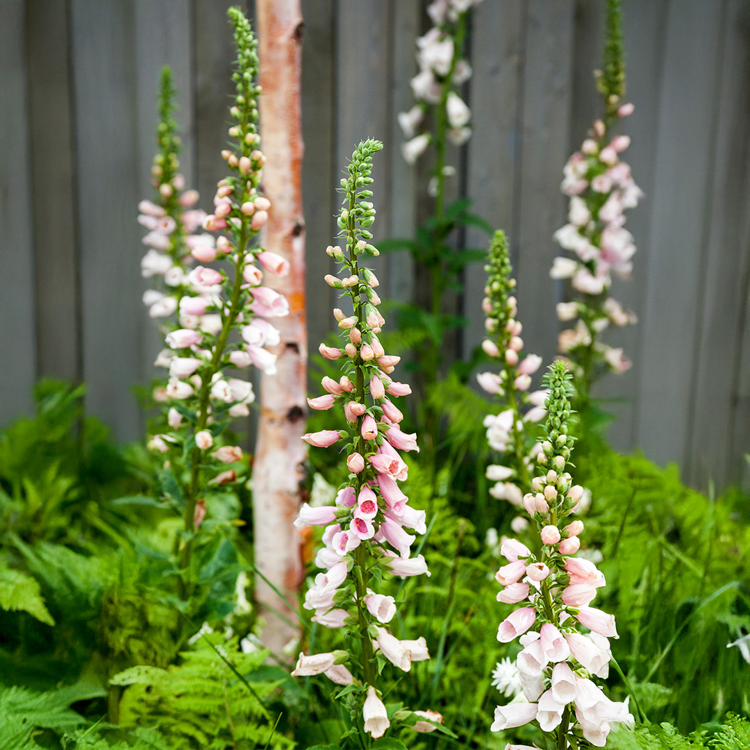 Digitalis Suttons Apricot - Image 2