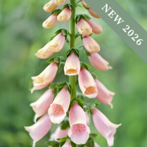 Digitalis Suttons Apricot