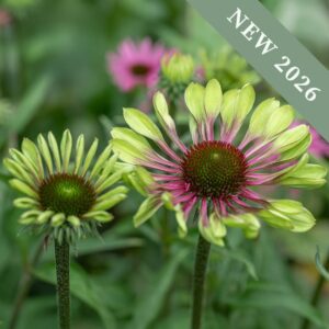 Echinacea 'Green Twister'