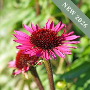 Echinacea 'Vintage Wine'