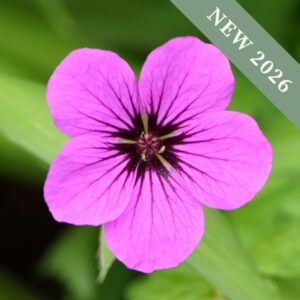 Geranium 'Ann Folkard'