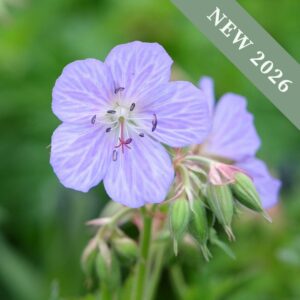 Geranium pratense 'Mrs Kendall Clark'