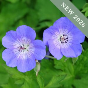Geranium pratense 'Rozanne'