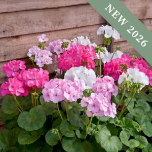 Geranium 'Candy Floss Mix'