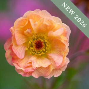 Geum 'Mai Tai'