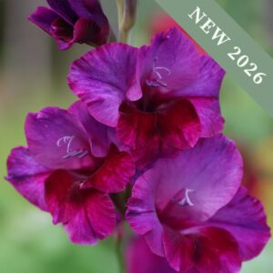 Gladiolus 'Velvet Eyes'