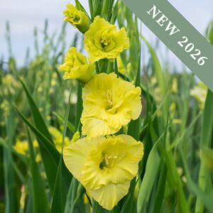 Gladiolus 'Evergreen'