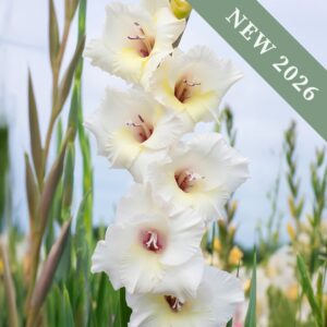 Gladiolus 'Glamini Amber'
