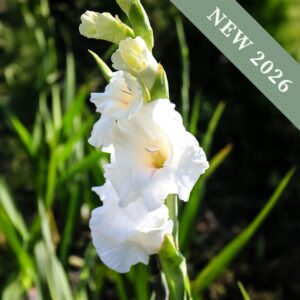 Gladiolus 'Glamini Amber'
