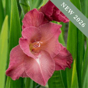 Gladiolus 'Indian Summer'