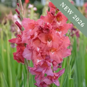 Indian Summer gladioli plants with tall spikes of brick red flowers