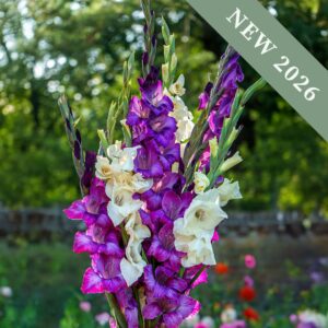 Purple, Blue, and White gladiolus flowers blooming on long stalks with blurred garden in the background