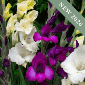 Gladiolus 'Purple, Blue & White Mix'
