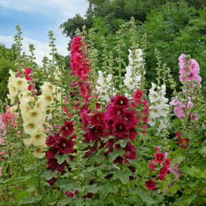 A mix of different coloured Hollyhock flowers in pink, red, white, and yellow with blue skies and green foliage