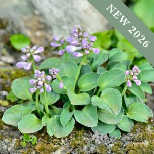 Hosta 'Blue Mouse Ears'