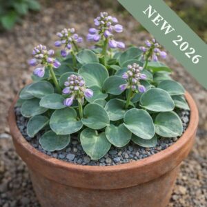 Blue Mouse Ears Hosta plant with green blue leaves and light purple flowers in a terracotta pot on gravel