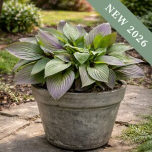 Hosta 'First Blush'
