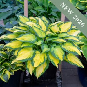 Hosta 'Forbidden Fruit'