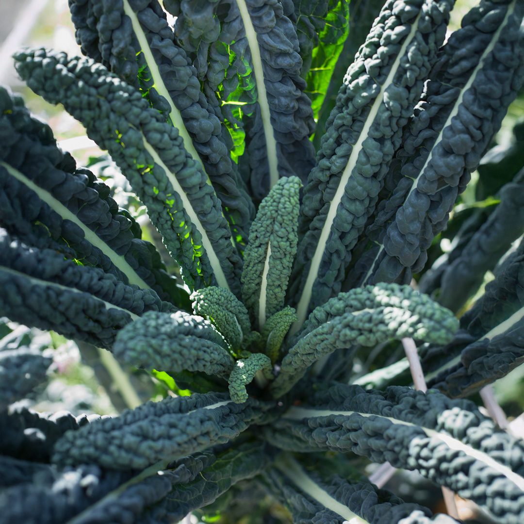 Kale 'Black Tuscan' - Charles's Seed Selection - Image 2