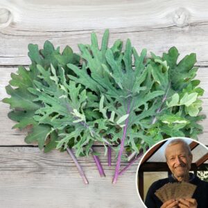 Kale 'Red Russian' - Charles's Seed Selection