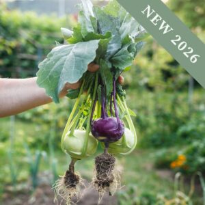 Kohlrabi 'White and Purple Delicacy' Mix