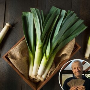 Leek 'Jolant' - Charles's Seed Selection