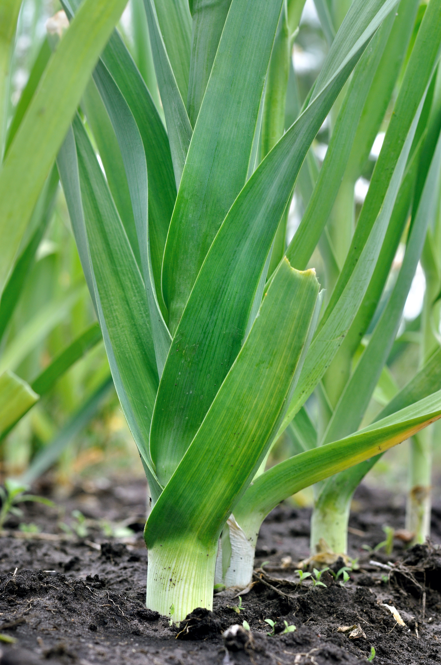 Leek - Norwich F1 - Image 3